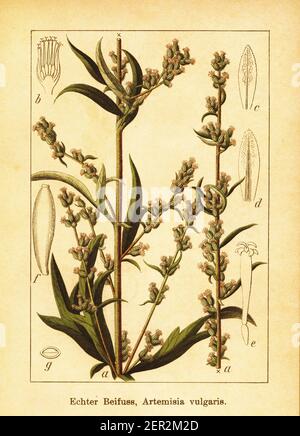 Antike 19th-Jahrhundert-Illustration des gemeinsamen Wermut. Stich von Jacob Sturm (1771-1848) aus dem Buch Deutschlands Flora in Abbildungen nach der Na Stockfoto