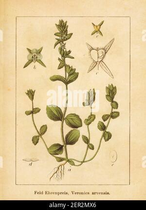 Antike Illustration einer veronica arvensis, auch bekannt als Maisspeedwell, gewöhnlicher Speedwell, Speedwell, Rock Speedwell oder Wall Speedwell. Graviert von Stockfoto