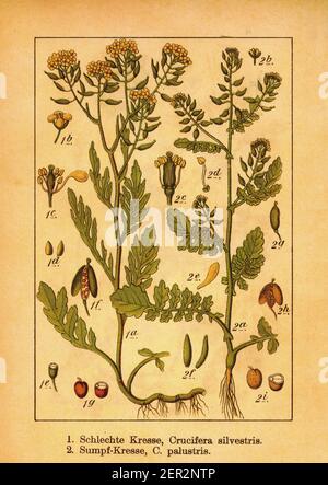 19th-Jahrhundert-Illustration von kriechenden Gelbkresse und Moorgelbkresse. Stich von Jacob Sturm (1771-1848) aus dem Buch Deutschlands Flora in Abbild Stockfoto