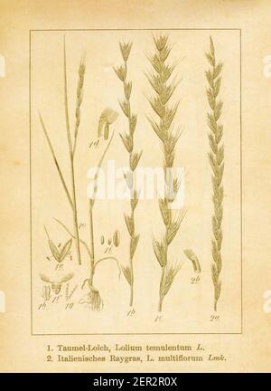 Antike Illustration von lolium temulentum (auch bekannt als Darnel ryegrass, Darnel oder Cockle) und lolium multiflorum (auch bekannt als italienische ryegrass, an Stockfoto