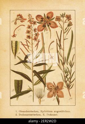 Antike Illustration eines epilobium angustifolium (auch bekannt als Feuerkraut, große Weidenkräuter oder Rosebay Weidenkräuter) und epilobium dodonaei. Graviert b Stockfoto