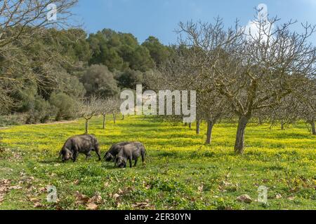 Mallorquinische schwarze Schweine fressen an einem sonnigen Wintertag gelbe Wildblumen in einem Feigenbaum. Insel Mallorca, Spanien Stockfoto