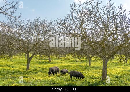 Mallorquinische schwarze Schweine fressen an einem sonnigen Wintertag gelbe Wildblumen in einem Feigenbaum. Insel Mallorca, Spanien Stockfoto