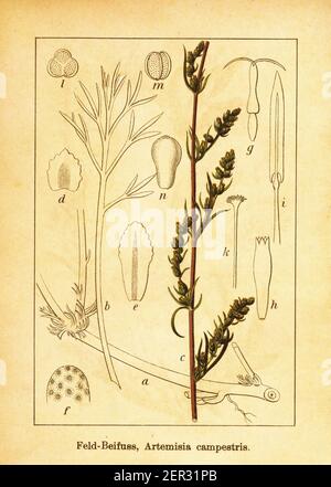 Antike Gravur von Feldsagewort. Illustration von Jacob Sturm (1771-1848) aus dem Buch Deutschlands Flora in Abbildungen nach der Natur mit Beschr Stockfoto