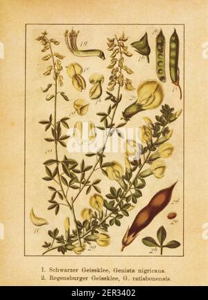 Antike Illustration eines Genista nigricans und Genista ratisbonensis. Gestochen von Jacob Sturm (1771-1848) und veröffentlicht im Buch Deutschlands Flor Stockfoto