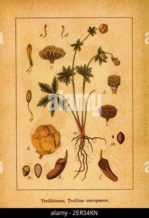 Antike 19th-Jahrhundert Gravur von Globe-Blume. Illustration von Jacob Sturm (1771-1848) aus dem Buch Deutschlands Flora in Abbildungen nach der Natur Stockfoto