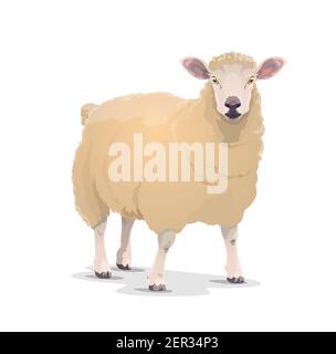Weiße Schafe Vektor Haustier mit dicken Wollmantel und rosa Ohren. Viehzucht, Viehzucht, Rinderfarm Hammelfleisch oder jumbuck Maskottchen Vorderansicht Stock Vektor