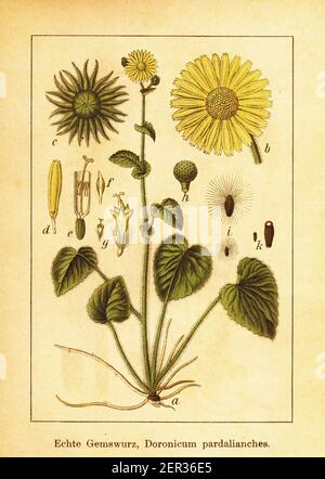 Antike Illustration des großen falschen Leopardbane. Stich von Jacob Sturm (1771-1848) aus dem Buch Deutschlands Flora in Abbildungen nach der Natur m Stockfoto