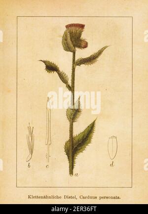 Antike Illustration einer carduus personata, auch bekannt als große Sumpfdistel. Gestochen von Jacob Sturm (1771-1848) und veröffentlicht im Buch Deutschl Stockfoto