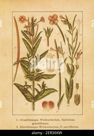 Antike Illustration eines epilobium grandiflorum (auch bekannt als epilobium hirsutum, große Weidenkräuter, große behaarte Weidenkräuter oder behaarte Weidenkräuter) und Stockfoto