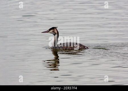 Ein Grete im Attenborough Nature Reserve Nottingham United Königreich Stockfoto