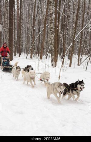 Moskau, Russland - 30. Januar 2021: Hundeschlitten im Winterwald. Schlittenhunde Husky im Geschirr. Stockfoto