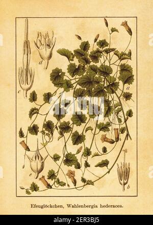 Antike 19th-Jahrhundert-Illustration von Efeu-leaved Glockenblume. Stich von Jacob Sturm (1771-1848) aus dem Buch Deutschlands Flora in Abbildungen nach Stockfoto