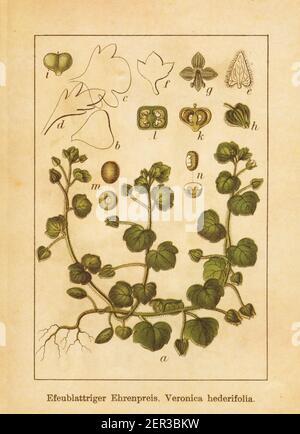 Antike Illustration einer veronica hederifolia, auch bekannt als Efeu-leaved Speedwell oder Evyleaf Speedwell. Gestochen von Jacob Sturm (1771-1848) und publi Stockfoto