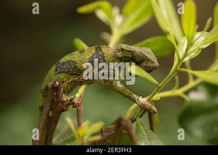 Ein Chamäleon im Zoo auf der Insel Sansibar, Afrika. Stockfoto