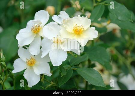 Rosa 'Kew Gardens', Rose 'Kew Gardens. Synonyme: Rosa 'Ausfence'. Mischmoschrose, Englische Rose, dornlose Rose, Strauchrose. Weiß, einzelne Rose Stockfoto