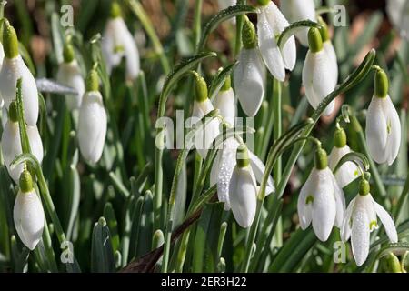 Schneeglöckchen in Springtime, Norfolk, England, Vereinigtes Königreich Stockfoto