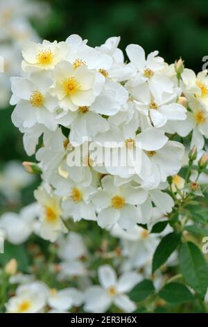 Rosa 'Kew Gardens', Rose 'Kew Gardens. Synonyme: Rosa 'Ausfence'. Mischmoschrose, Englische Rose, dornlose Rose, Strauchrose. Weiß, einzelne Rose Stockfoto