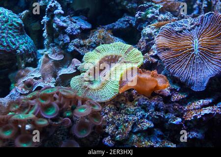 Unterwasserriff Meereslandschaft. Hintergrund. aqua Life Stockfoto