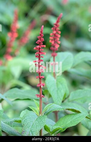 Spitzen von rostroten Blüten der mehrjährigen Salvia confertiflora, Sabra Spike Salbei Stockfoto