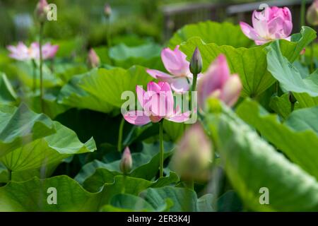 Ein Feld von indischen Lotusblumen in verschiedenen Wachstumsphasen. Stockfoto