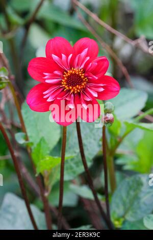 Dahlia 'Hootenanny' - Swan Island. Collarette Dahlia. Warme rote Blume mit weißen Highlights. Stockfoto