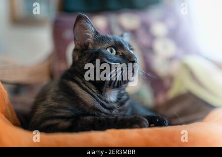 Schwarze Katze mit grünen Augen auf einer orangefarbenen Decke liegend, schaut auf die Kamera. Nahaufnahme Stockfoto