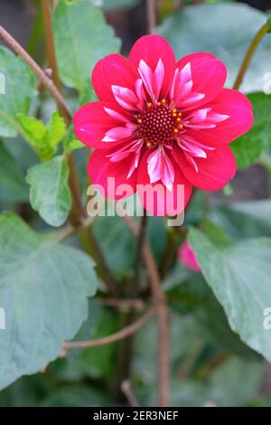 Dahlia 'Hootenanny' - Swan Island. Collarette Dahlia. Warme rote Blume mit weißen Highlights. Stockfoto