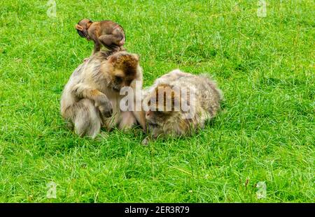 Familie barbary Makaken Affen mit jungen in Gefangenschaft bei Monkey Wald in Trentham Staffordshire England Großbritannien Stockfoto