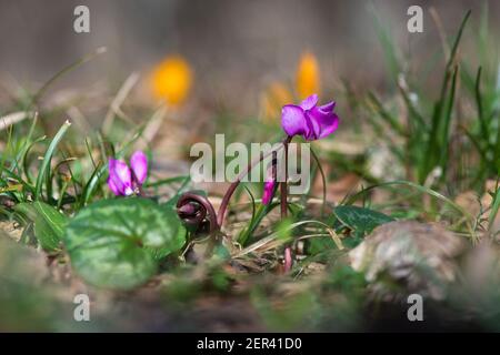 Sprießende Krokus und rosafarbene Cyclamen im Frühlingswald - selsprießende rosafarbene Cyclamen und Krokusse im Frühlingswald - selektiver Fokus, Kopierraumektiv Stockfoto