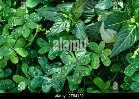Nahaufnahme von Kleeblatt mit Frost Stockfoto