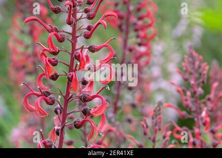 Terminale Trauben von röhrenförmigen, leuchtend roten Blüten von Lobelia tupa. Teufels Tabak Stockfoto