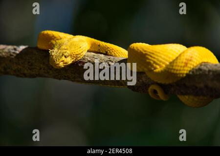 Tödliche giftige Wimpern-Viper-Schlange in Costa Rica Stockfoto