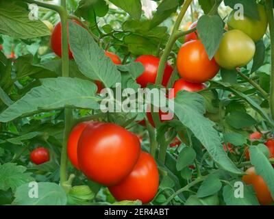 Trauben mit reifen roten und unreifen grünen Tomaten, die im Gewächshaus wachsen, close-up Stockfoto