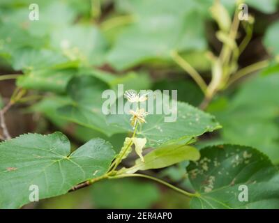 Blüten von kleinblättrigen Linden Stockfoto