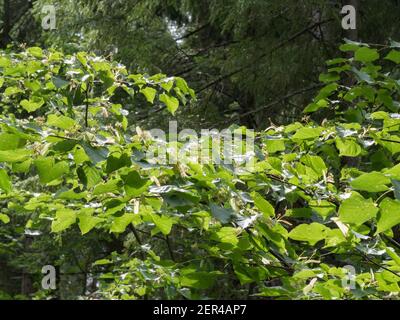 Blühende Äste von kleinblättriger Linde Stockfoto