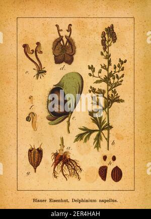 19th-Jahrhundert Gravur von Monkshood. Illustration von Jacob Sturm (1771-1848) aus dem Buch Deutschlands Flora in Abbildungen nach der Natur mit Beschr Stockfoto