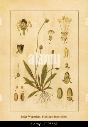 Antike Illustration einer plantago lanceolata, auch bekannt als schmalblättriger Wegerich, Spitzwegerich oder englischer Wegerich. Gestochen von Jacob Sturm (1771- Stockfoto