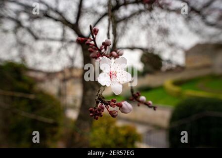 Eine einzige Kirschblüte, aufgenommen in Saintes, Frankreich an einem späten Winter bewölkten Tag Stockfoto