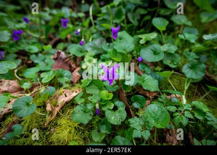 Süßes Violett, blühend im frühen Frühjahr in Frankreich mit verschwommenem dunkelgrünen Hintergrund Stockfoto
