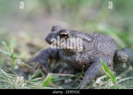 Nahaufnahme einer männlichen europäischen Kröte, Bufo bufo im Garten Stockfoto