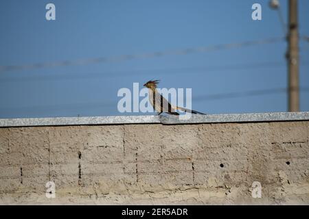 Seitenansicht des brasilianischen gelben Vogels (guira Kuckuck) mit hohem Kamm und rotem Schnabel, der den blauen Himmel in einer Ziegelsteinmauer mit Drähten im Hintergrund bewundert. Stockfoto