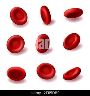 Rote Blutkörperchen 3D Vektor Hämoglobin, Hämatologie Medizin, menschliche Körperanatomie. Realistische mikroskopische Blutzellen des Herzsystems isoliert auf weißem b Stock Vektor