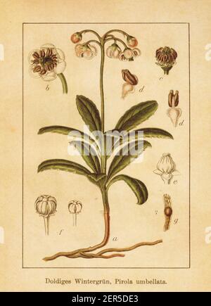 Antike Illustration eines Chimaphila umbellata, auch bekannt als pyrola umbellata, pipsissewa, umbellate wintergreen oder Prinzenkiefer. Gestochen von Jacob Stockfoto