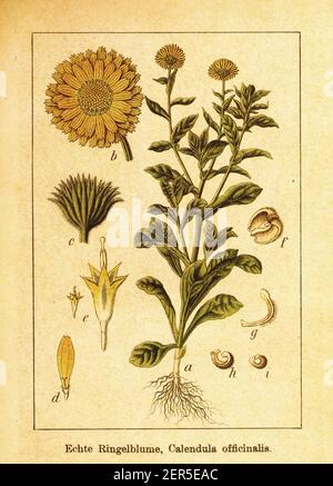 Antike Illustration des Topfes Ringelblume. Stich von Jacob Sturm (1771-1848) aus dem Buch Deutschlands Flora in Abbildungen nach der Natur mit Beschrei Stockfoto