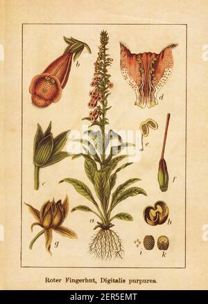 Antike Illustration eines Digitalis purpurea, auch als Purple Foxglove, Common Foxglove oder Lady's Handschuh bekannt. Gestochen von Jacob Sturm (1771-1848) und Stockfoto