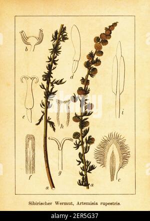 19th-Jahrhundert Gravur von Gestein Wermut. Illustration von Jacob Sturm (1771-1848) aus dem Buch Deutschlands Flora in Abbildungen nach der Natur mit Be Stockfoto