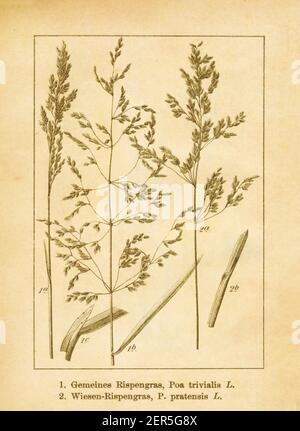 Antike Illustration von poa trivialis (Auch bekannt als raues Blaugras oder raues Wiesengras) Und poa pratensis (auch bekannt als Kentucky bluegras Stockfoto