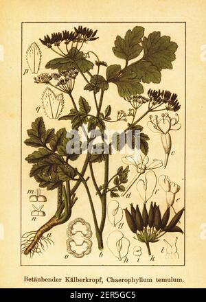 19th-Jahrhundert-Illustration von rauem Kerbel. Stich von Jacob Sturm (1771-1848) aus dem Buch Deutschlands Flora in Abbildungen nach der Natur mit Be Stockfoto