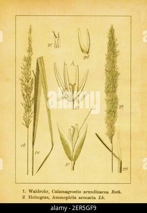 Antike 19th-Jahrhundert-Illustration von rauem Schilf und europäischen Strandgras. Stich von Jacob Sturm (1771-1848) aus dem Buch Deutschlands Flora i Stockfoto